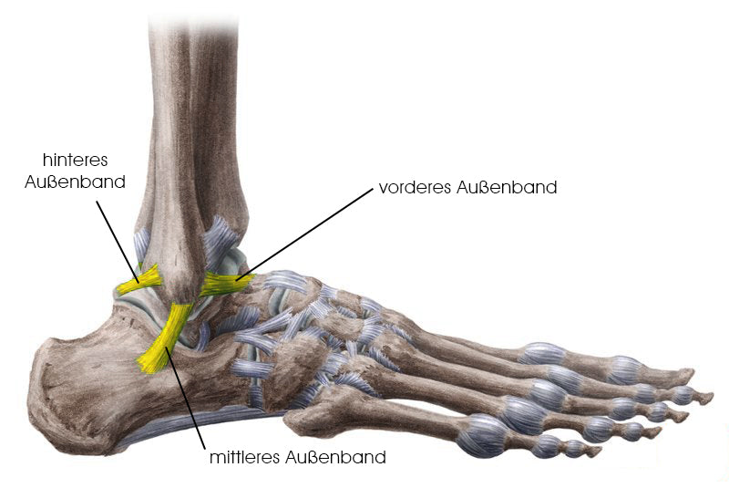 Anatomie der Knochen der unteren Extremitäten